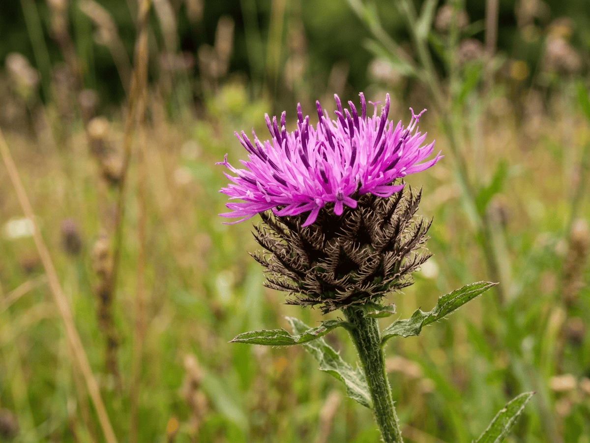 Lyon-Flockenblume — Nahaufnahme von Blättern und Blüten