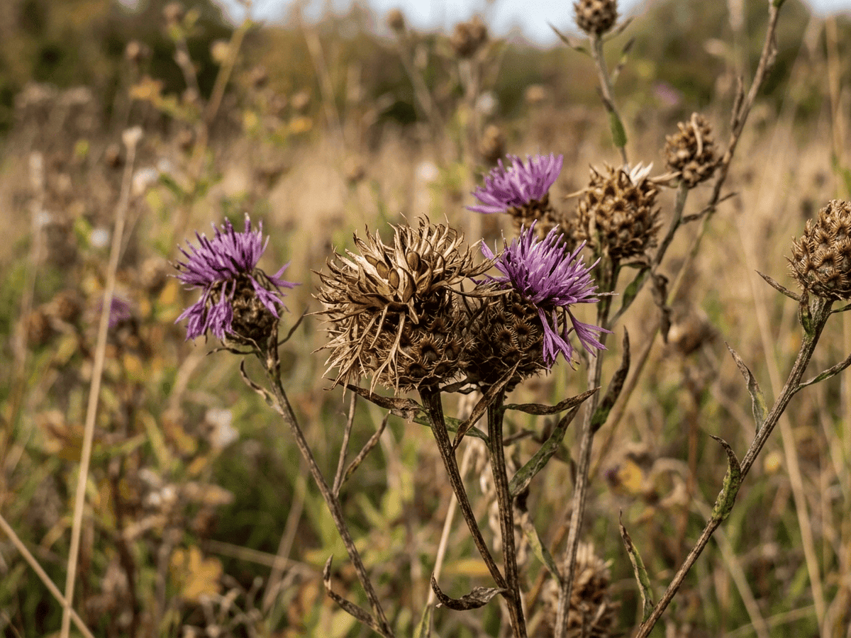 Lyon-Flockenblume — saisonales Erscheinungsbild