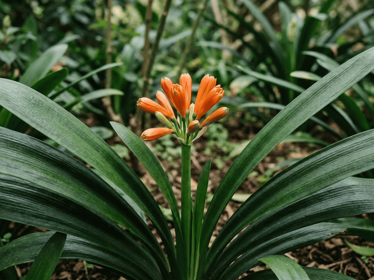 Clivia — aspetto stagionale