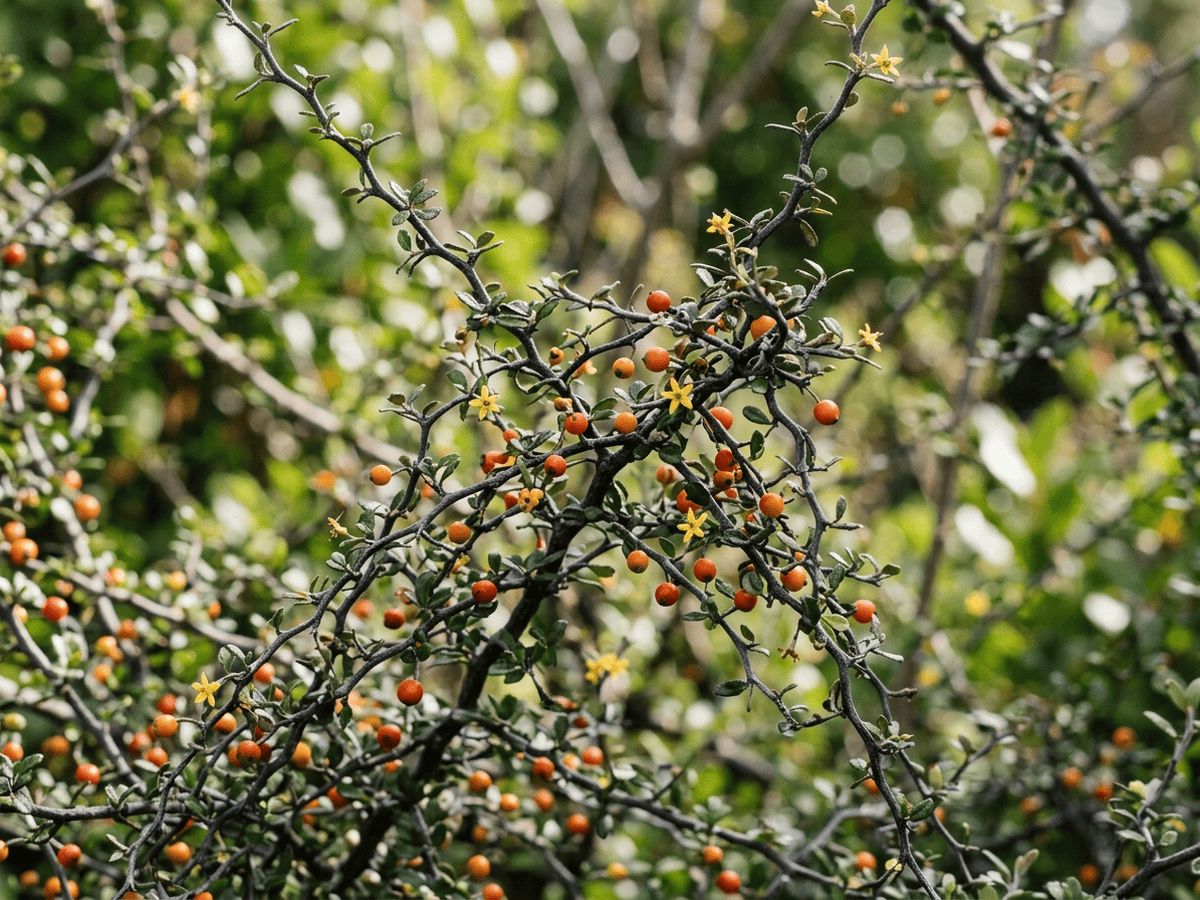 Corokia — aspect saisonnier