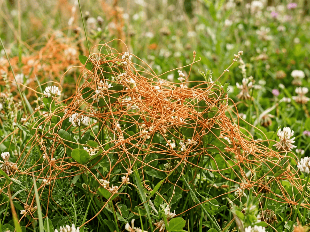 Cuscuta del tomillo (Cuscuta epithymum), planta completa