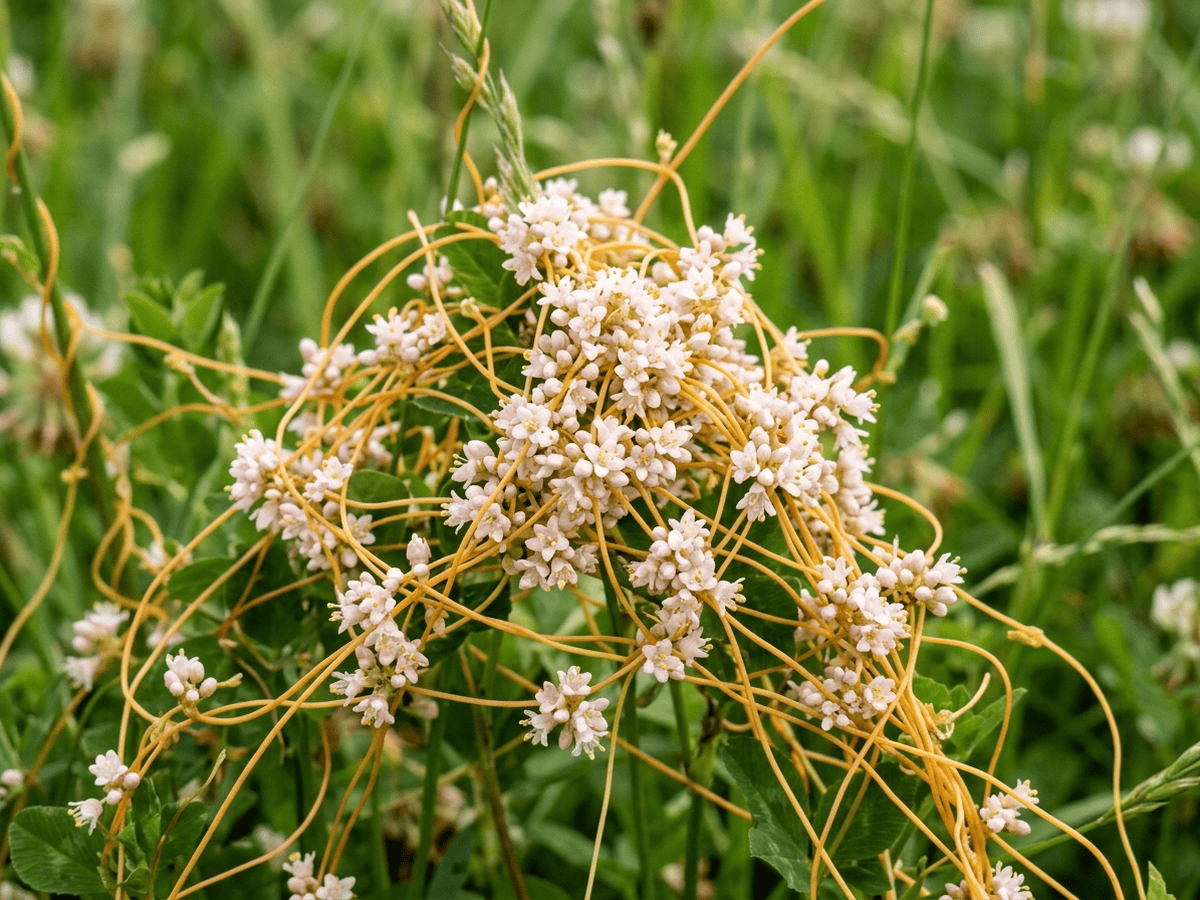 Cuscuta del tomillo — primer plano de hojas y flores
