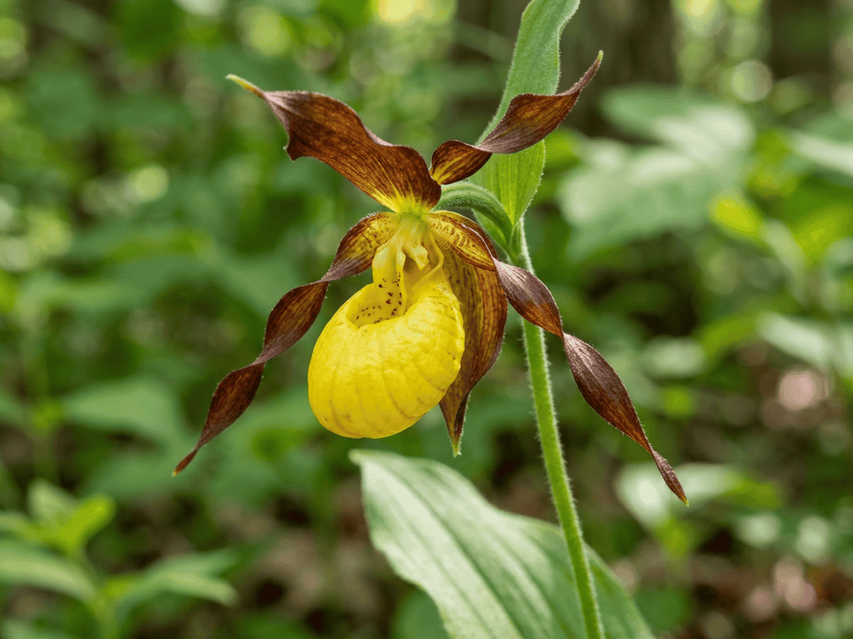 Gelber Frauenschuh — Nahaufnahme von Blättern und Blüten
