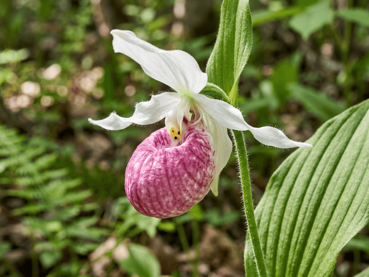 Königin-Frauenschuh — Nahaufnahme von Blättern und Blüten