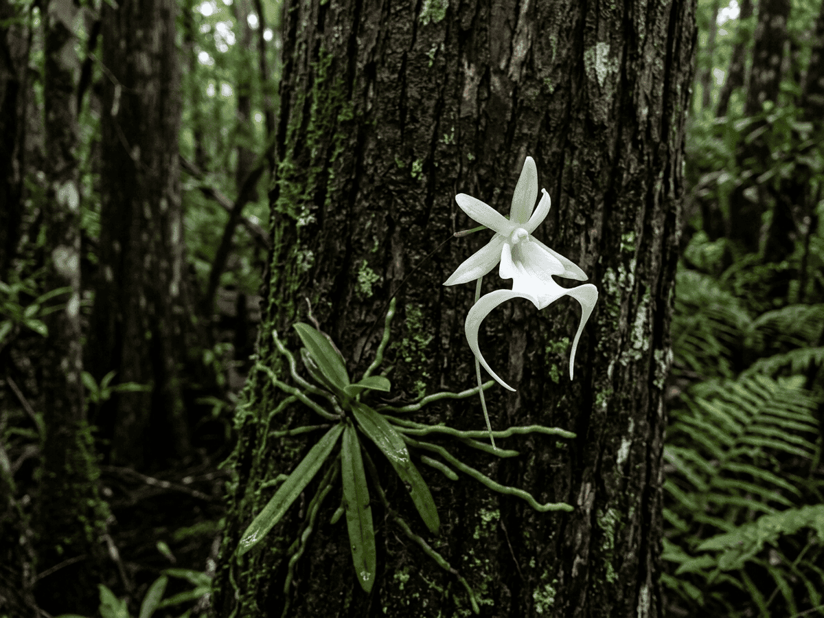 Orquídea Fantasma