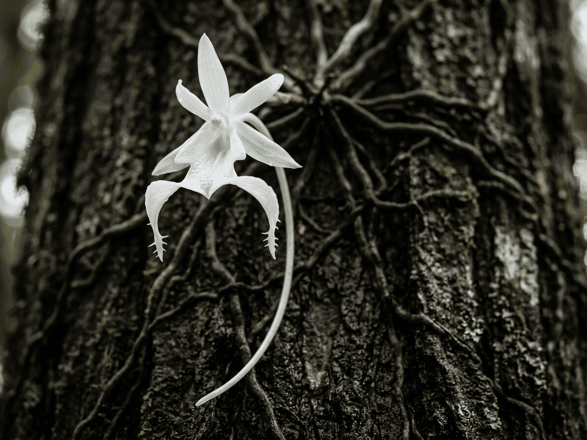 Orchidée fantôme — gros plan sur feuilles et fleurs