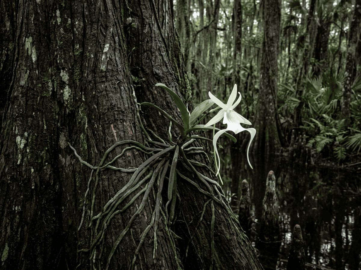 Orchidée fantôme dans un jardin