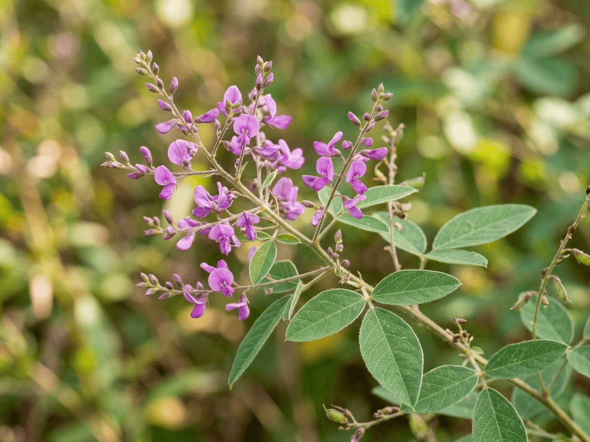 Desmodium paniculatum — primer plano de hojas y flores