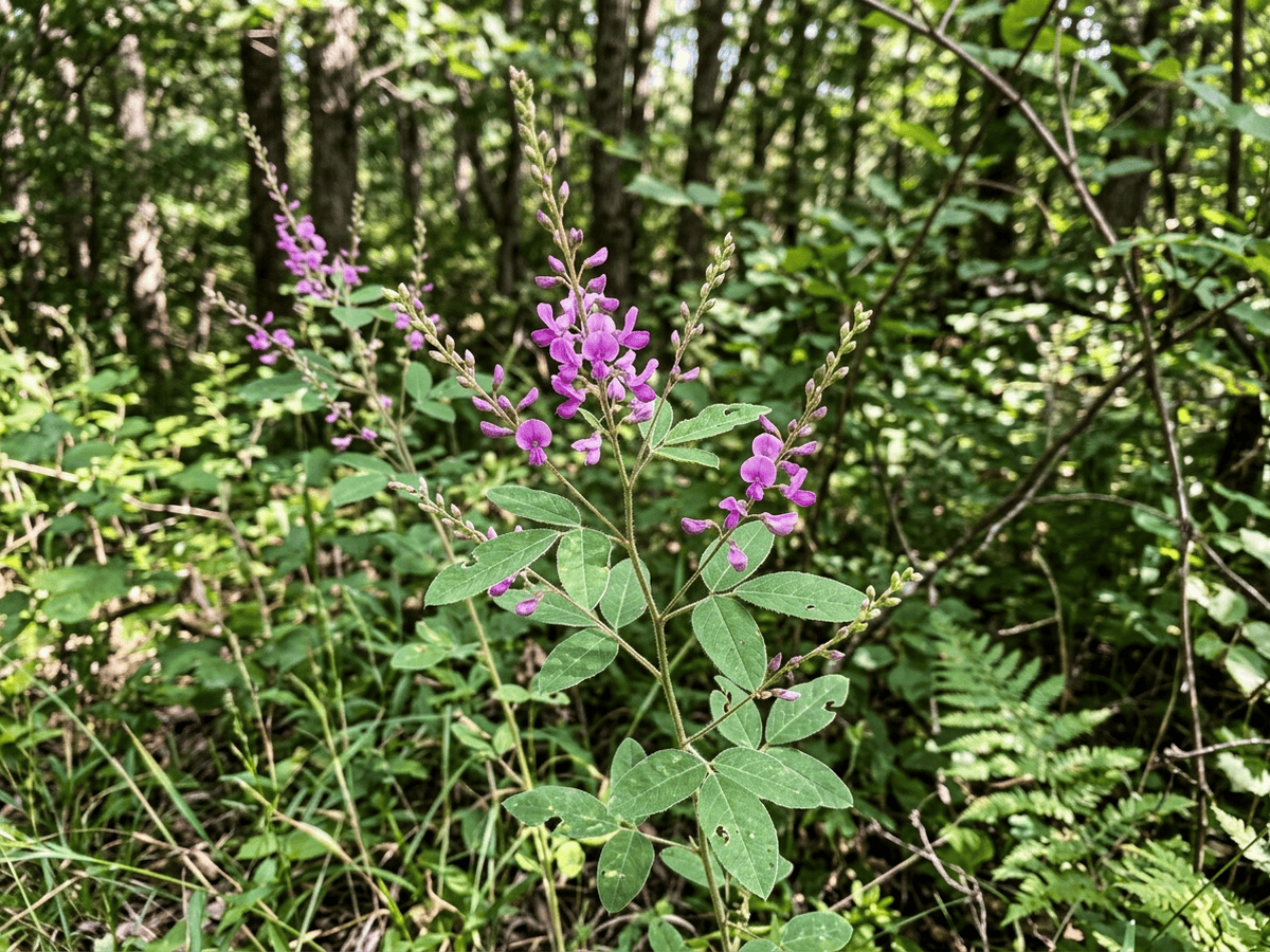 Desmodium paniculatum en un jardín
