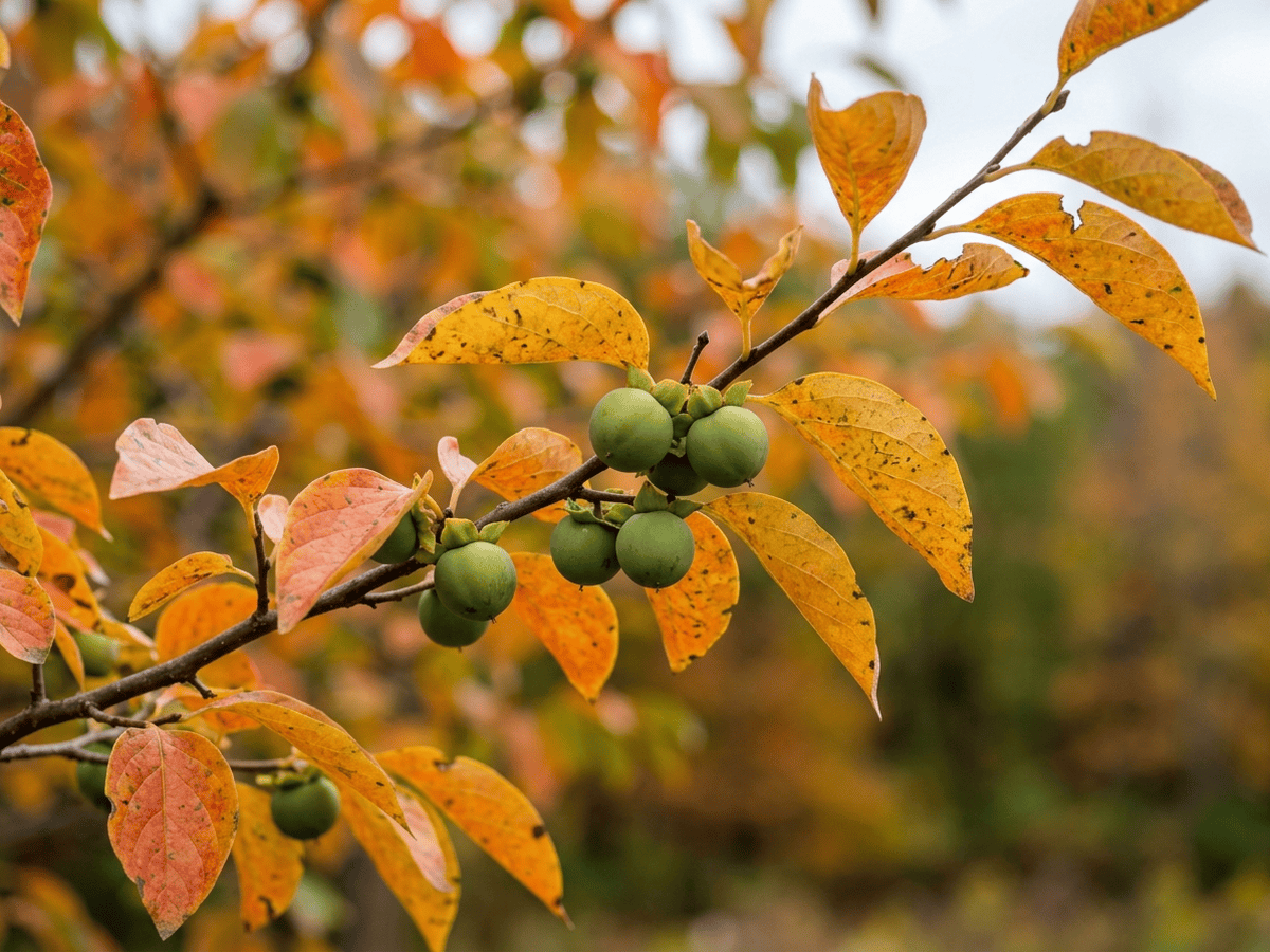 American Persimmon — seasonal appearance