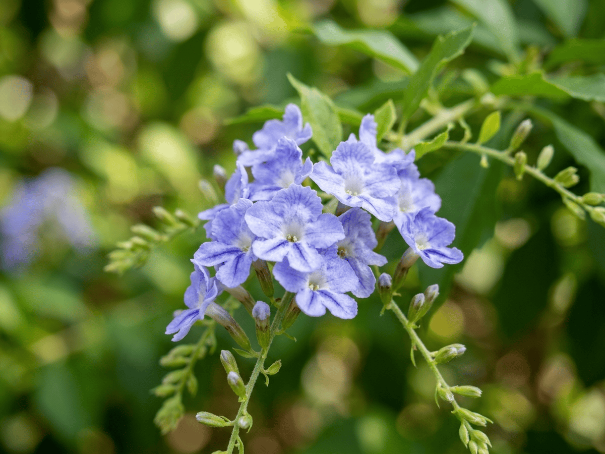 Duranta — gros plan sur feuilles et fleurs
