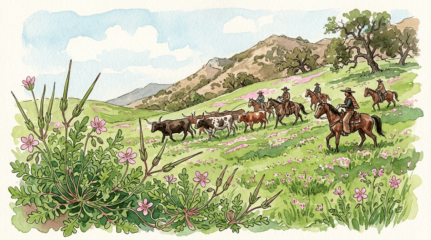 Illustrated historical scene for Redstem Stork's-bill