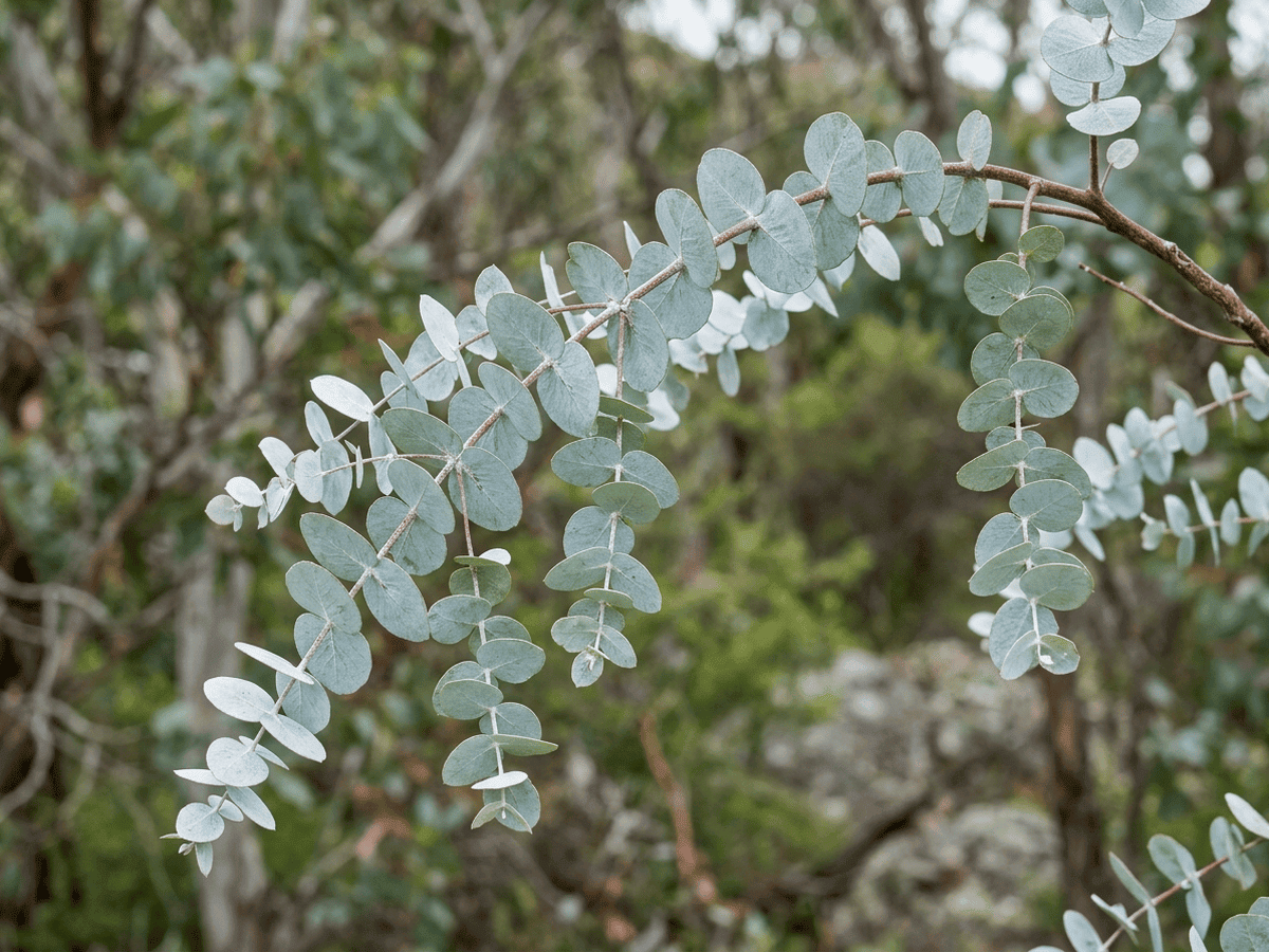 Silver-leaved Mountain Gum (Eucalyptus pulverulenta), whole plant