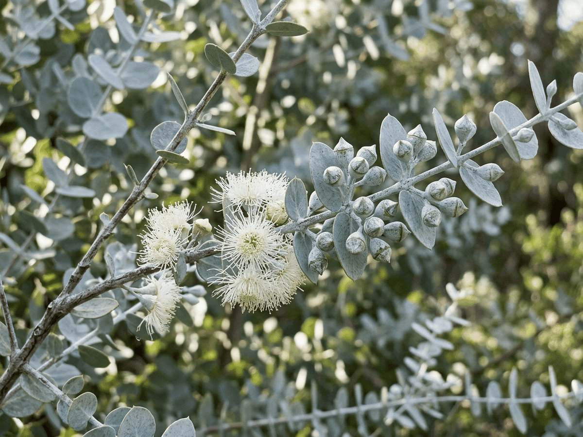 Silver-leaved Mountain Gum — seasonal appearance