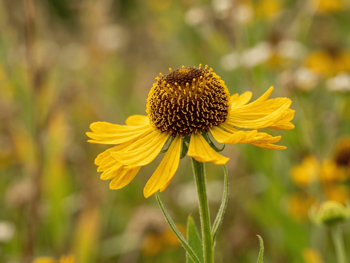 Hélénie élégante — gros plan sur feuilles et fleurs