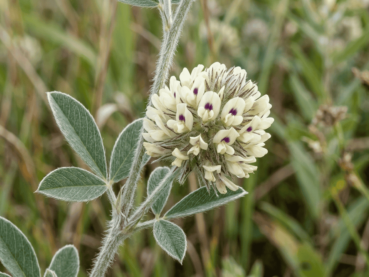 Round-headed Bush Clover — close-up of leaves and flowers