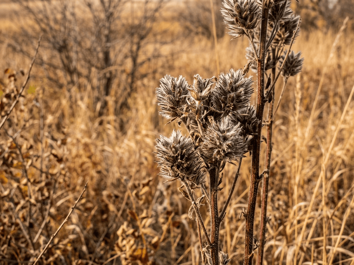 Round-headed Bush Clover — seasonal appearance