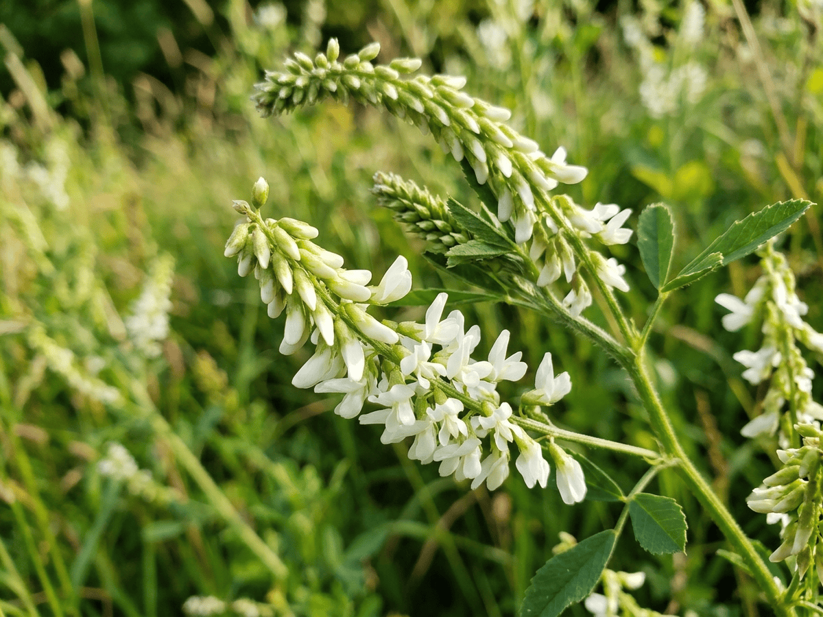 Mélilot blanc — aspect saisonnier