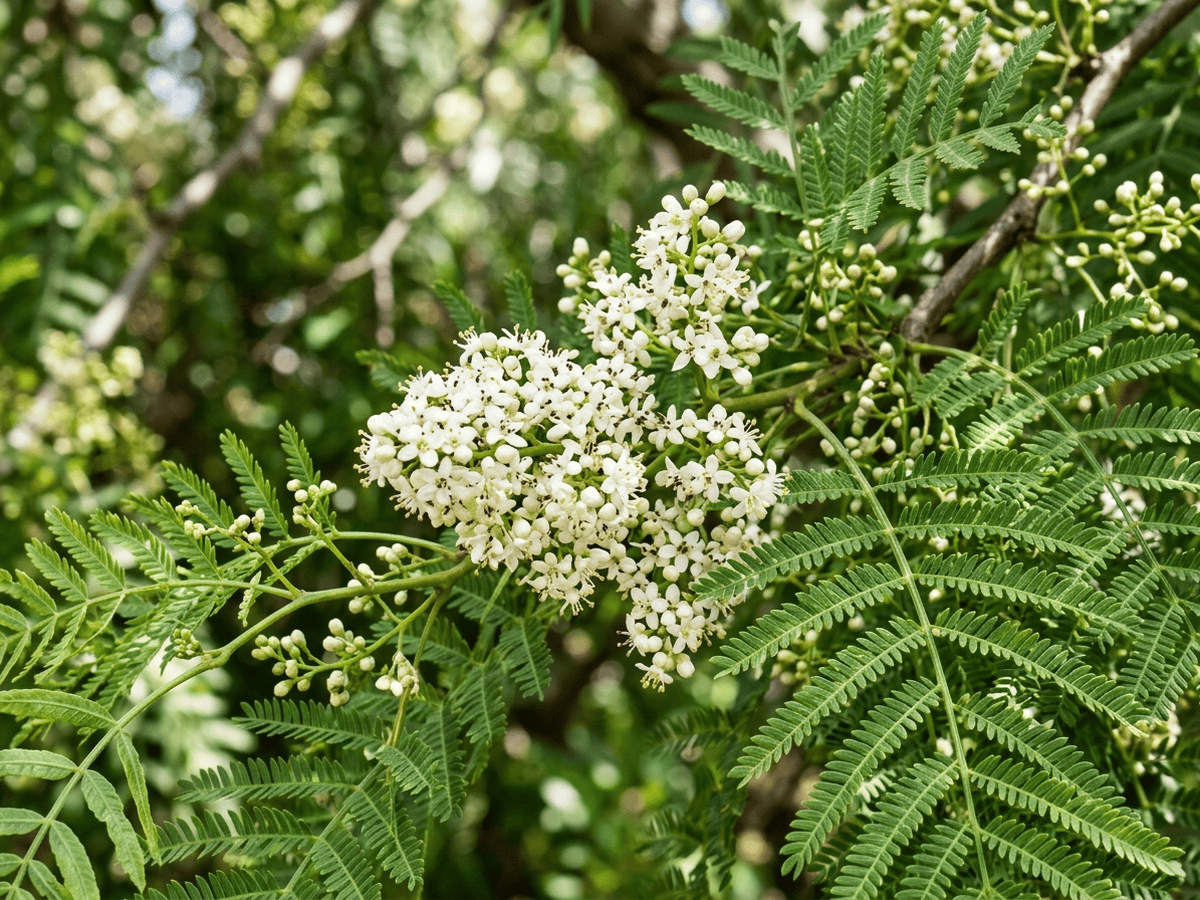 Falso pepe — primo piano di foglie e fiori