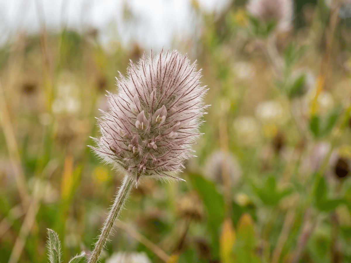 Trébol pie de liebre — primer plano de hojas y flores