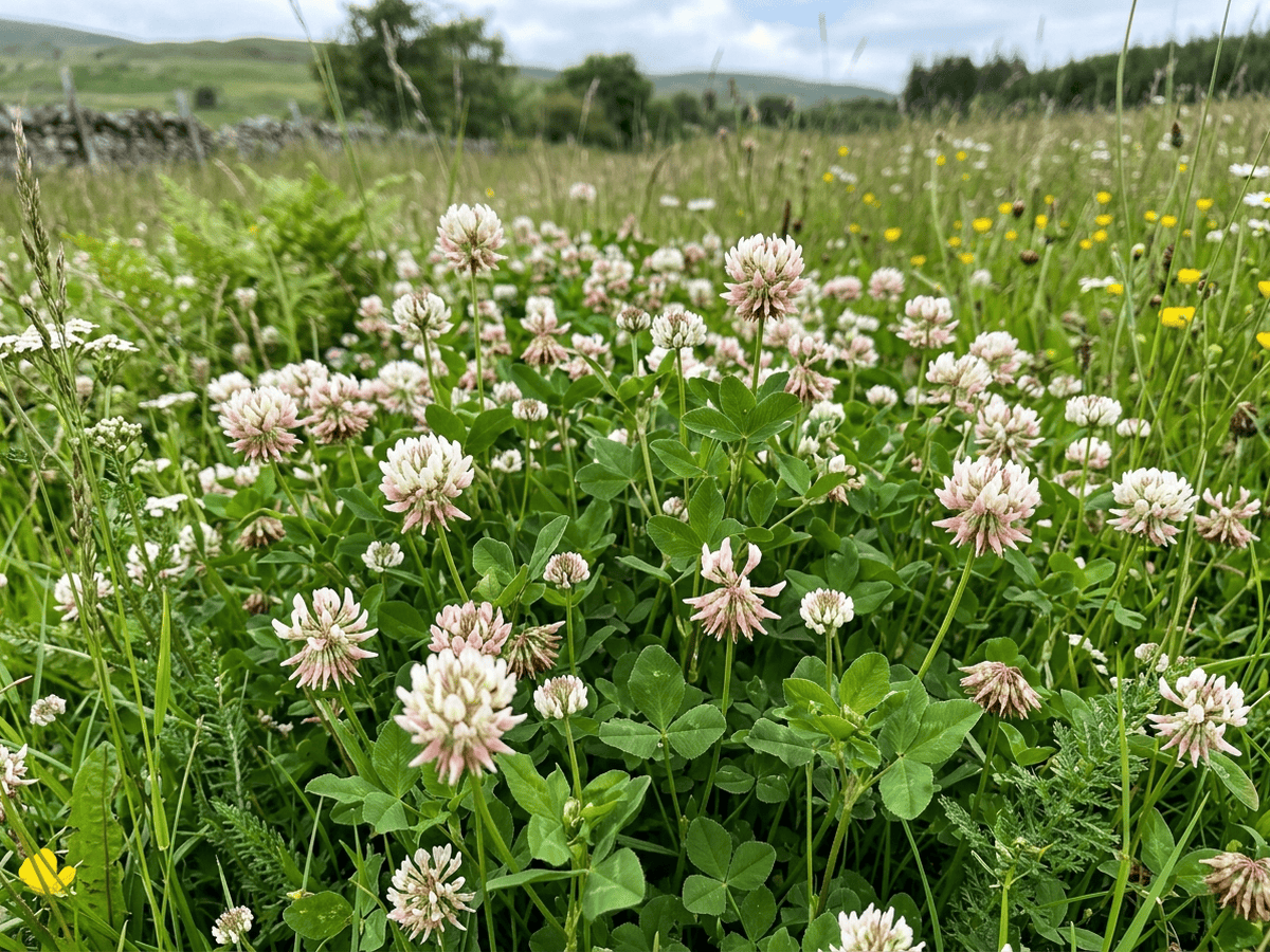 Schwedenklee im Garten