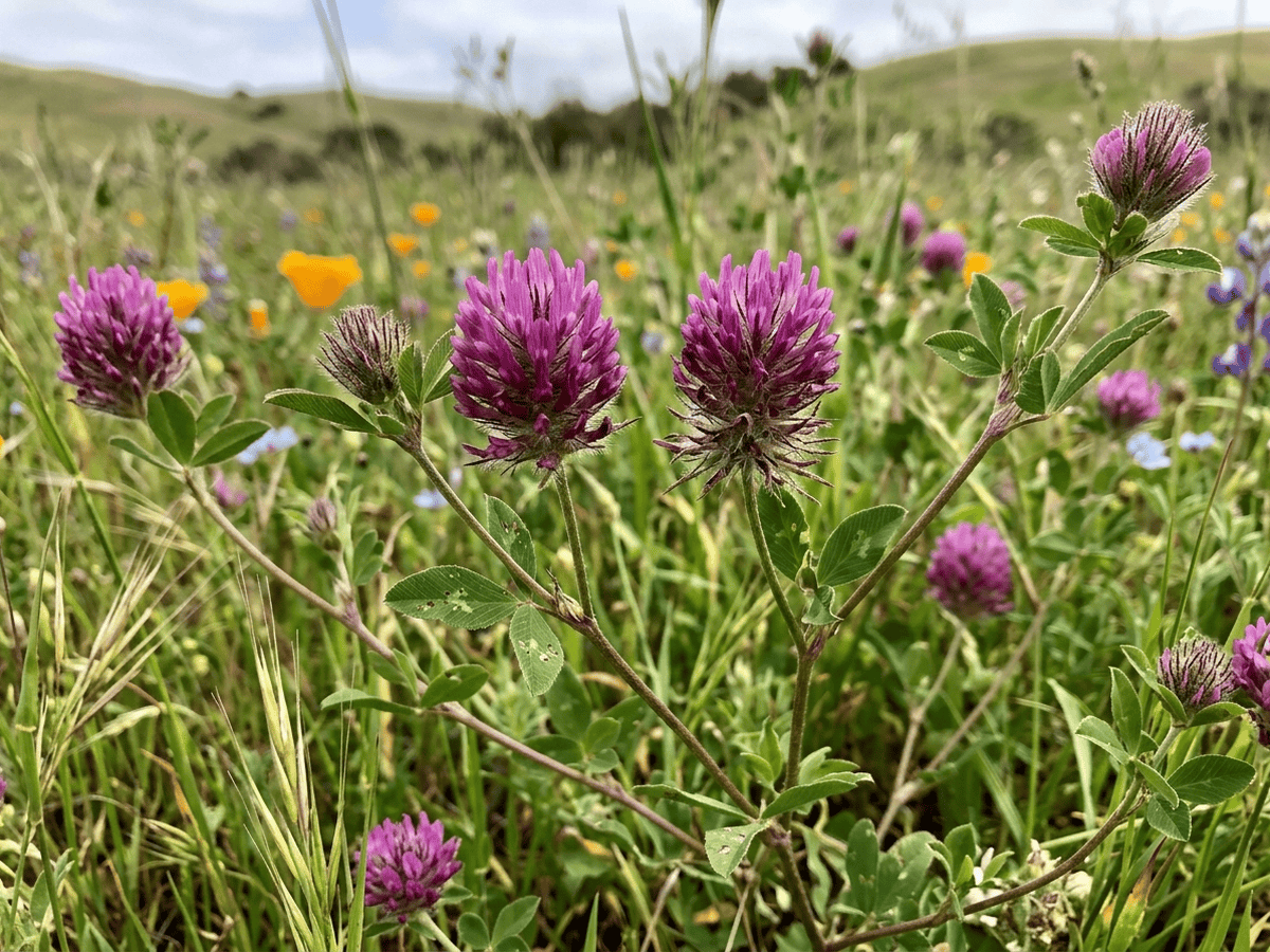 톰캣 클로버(Trifolium willdenovii) 전체 모습