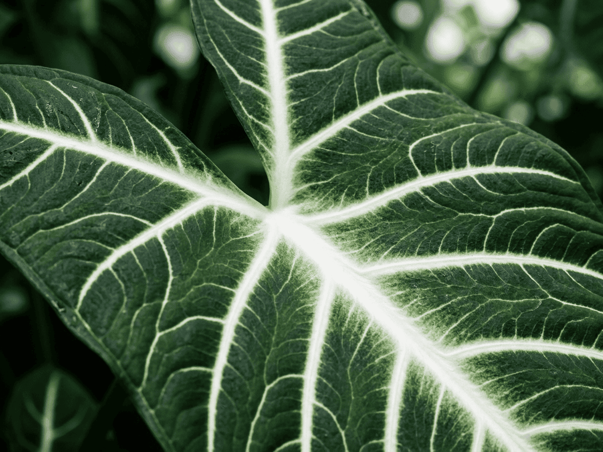 Wendland Elephant Ear — close-up of leaves and flowers