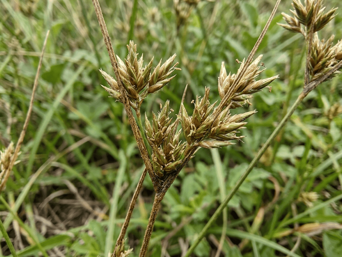 Asian Fimbry — seasonal appearance