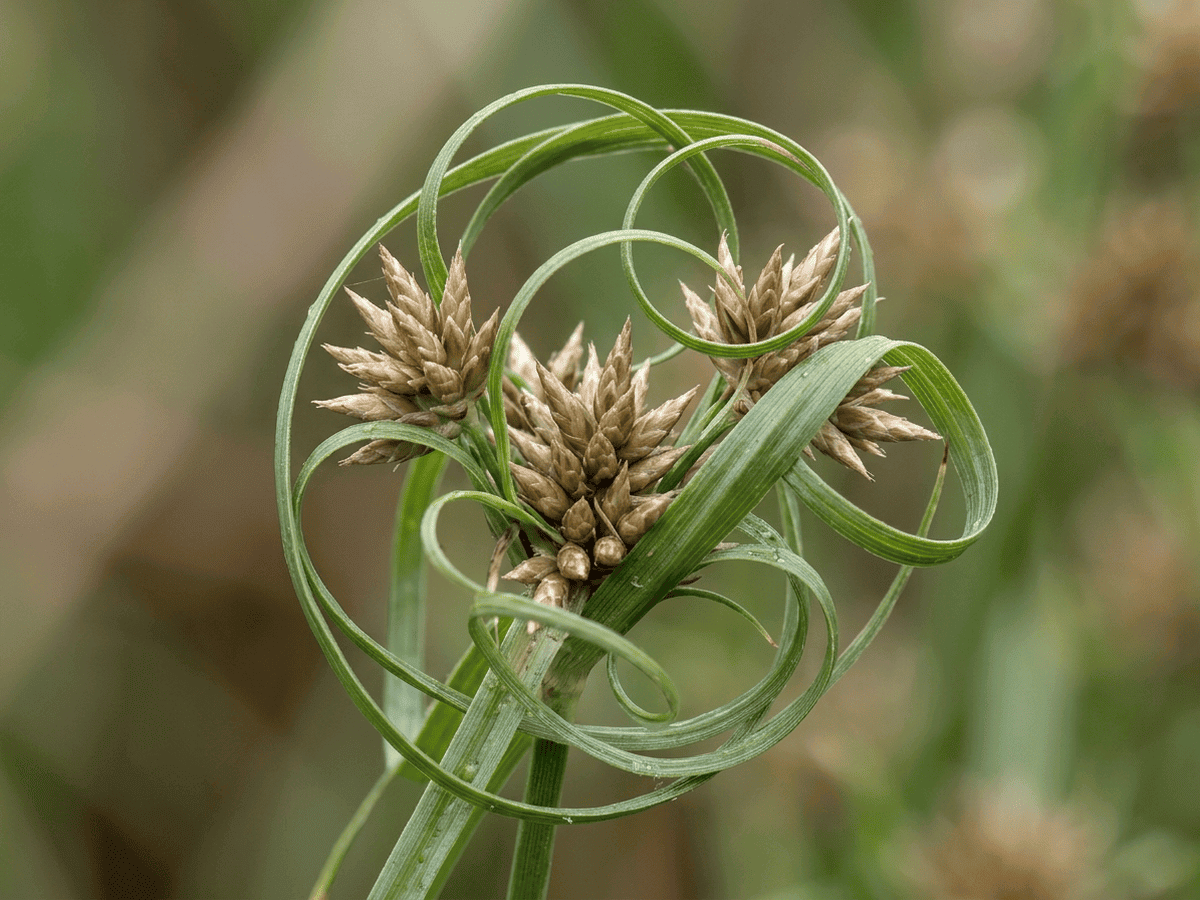 Vahl-Fimbristylis — Nahaufnahme von Blättern und Blüten