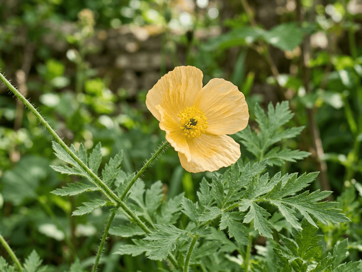Papavero del Galles — primo piano di foglie e fiori