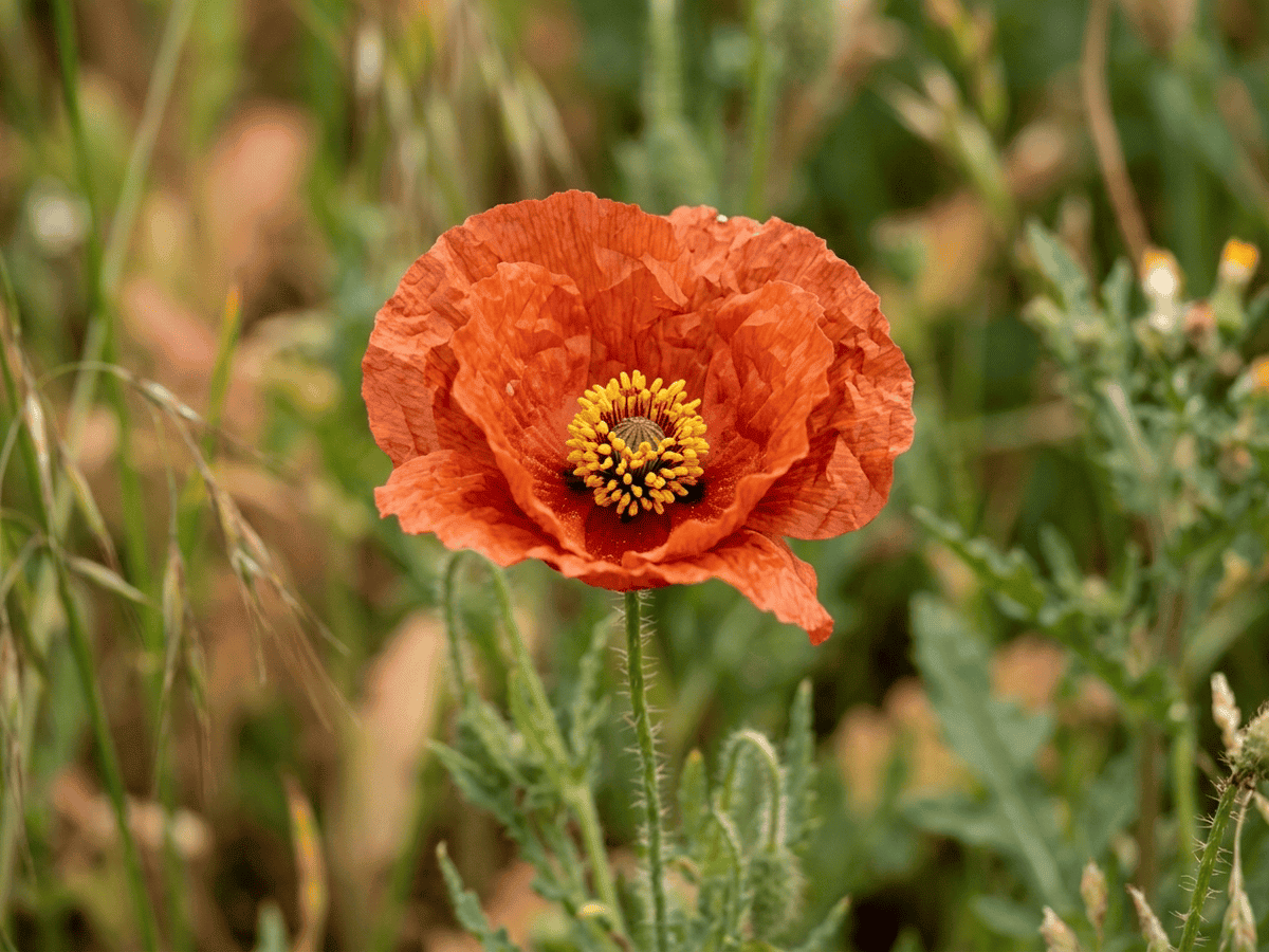 Amapola española — primer plano de hojas y flores