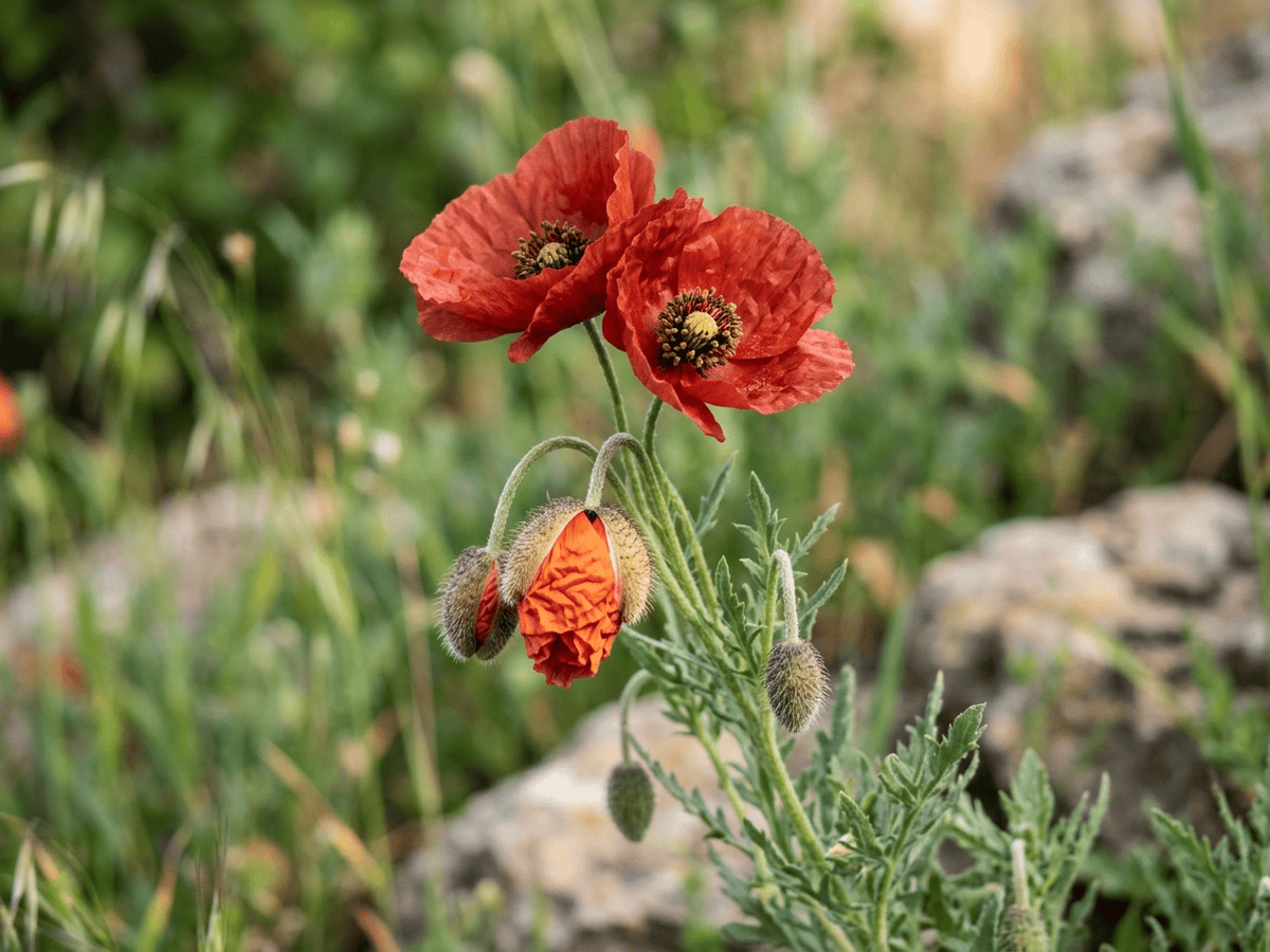 Amapola española — aspecto estacional