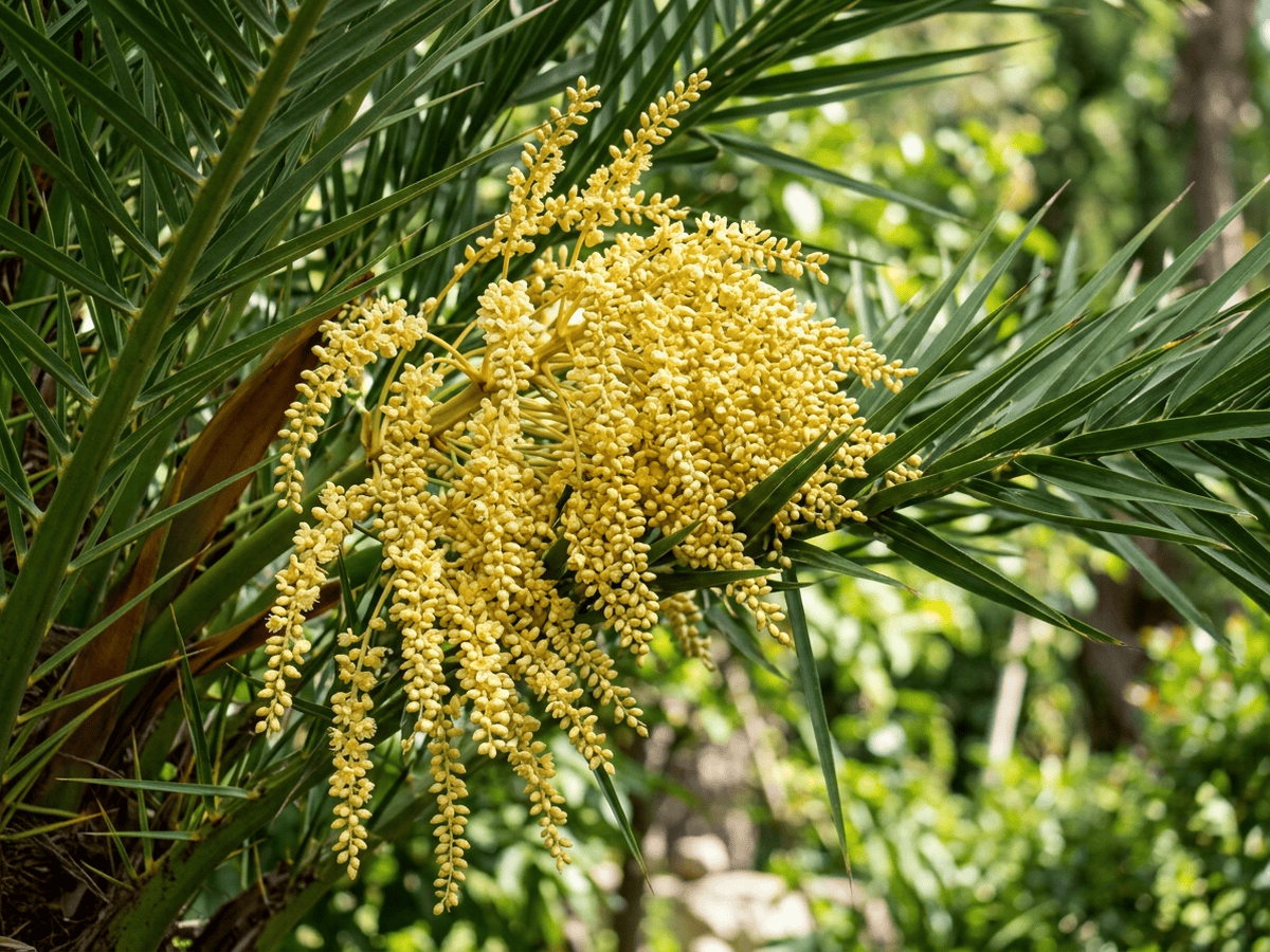 Canary Island Date Palm — close-up of leaves and flowers
