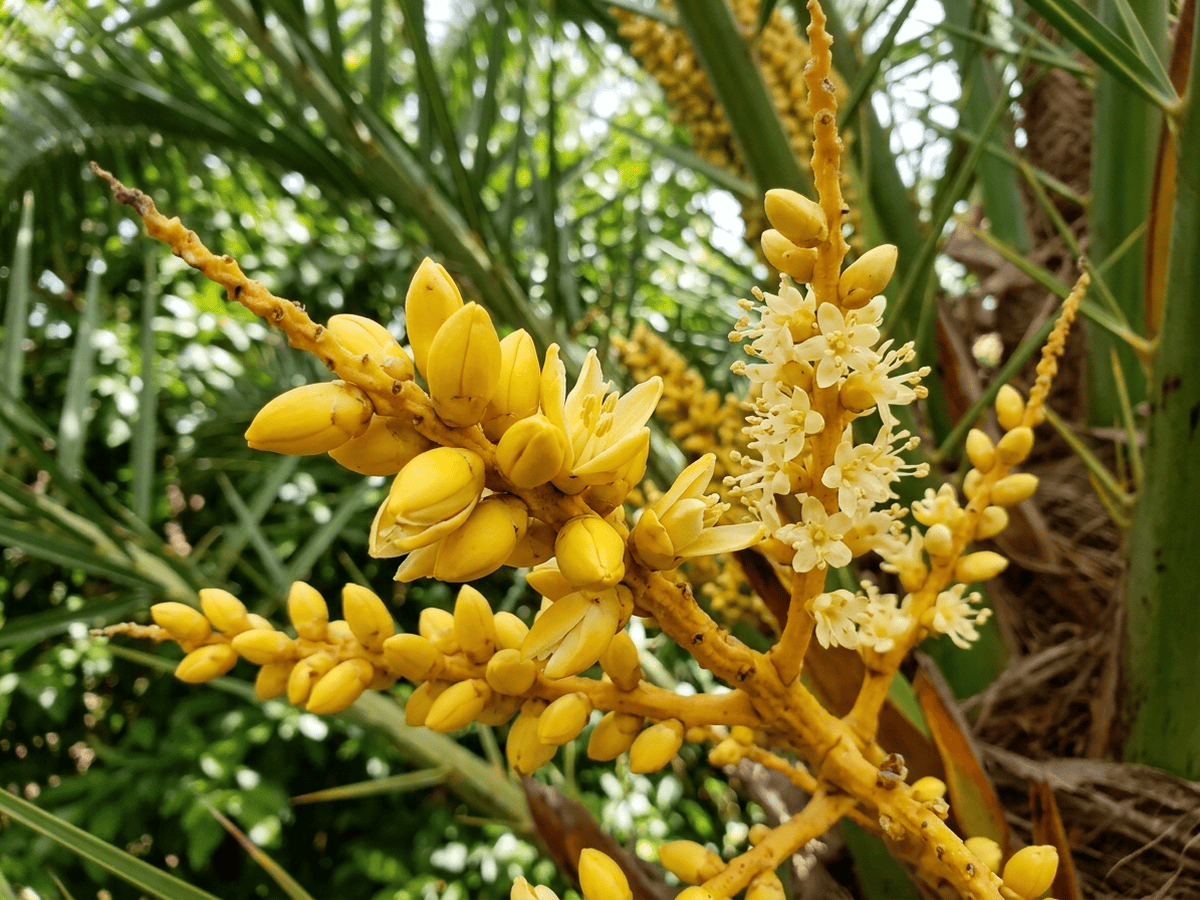 Canary Island Date Palm — seasonal appearance