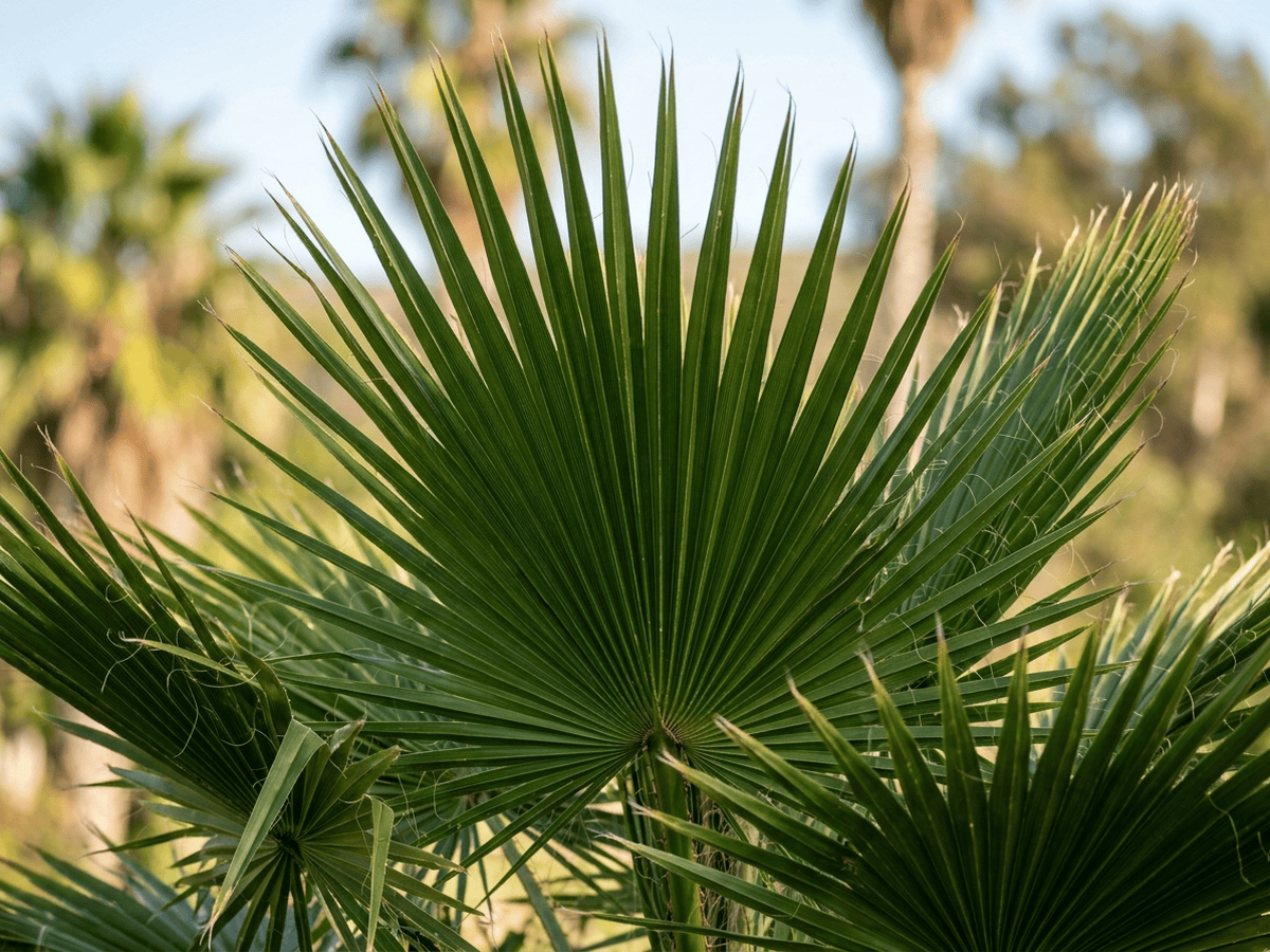 Palma della California — primo piano di foglie e fiori