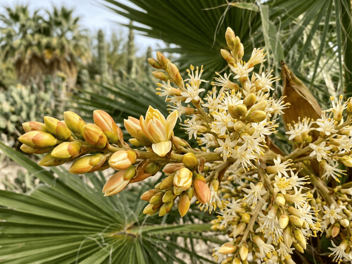 Palma della California — aspetto stagionale