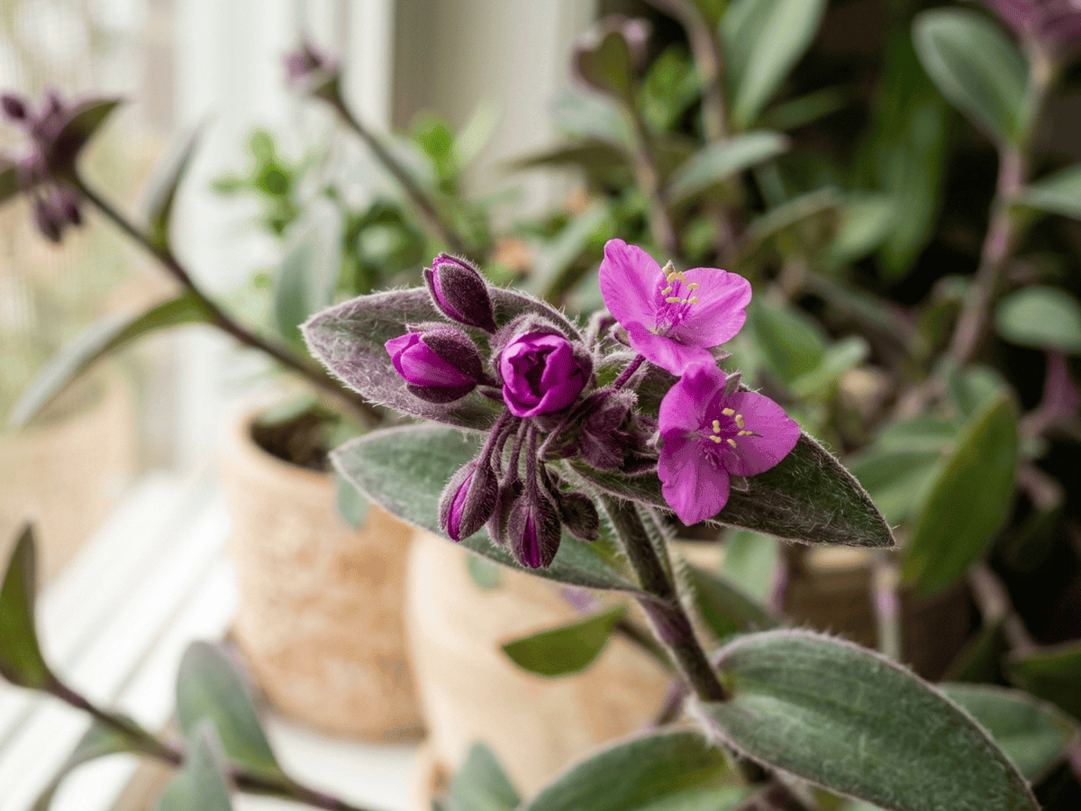 Dreimasterblume — saisonales Erscheinungsbild