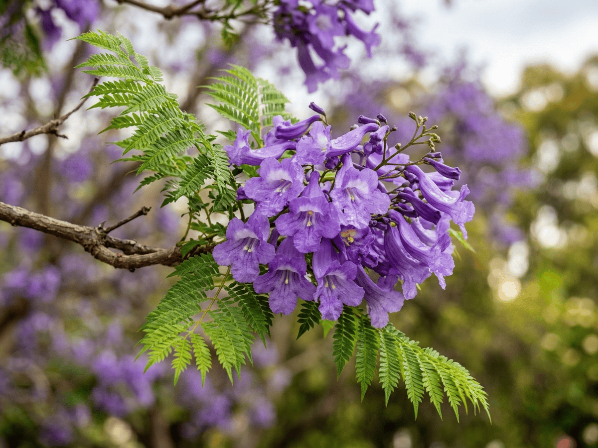 Purple Jacaranda — close-up of leaves and flowers