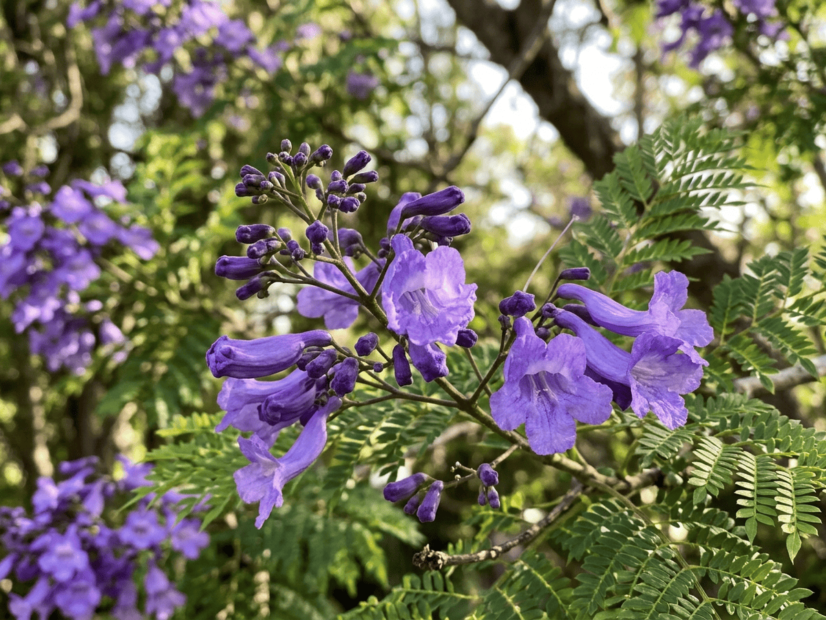 Purple Jacaranda — seasonal appearance
