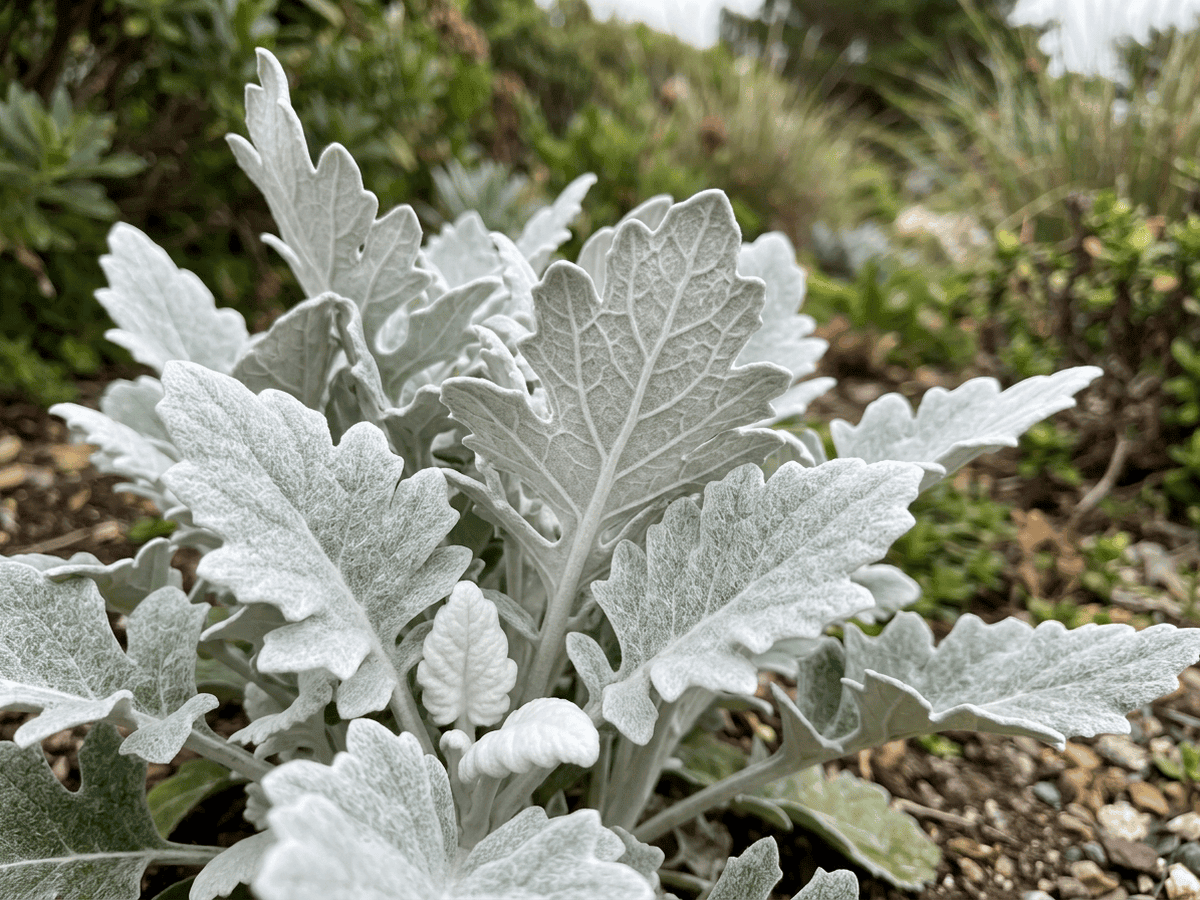 Engelsflügel-Greiskraut — Nahaufnahme von Blättern und Blüten