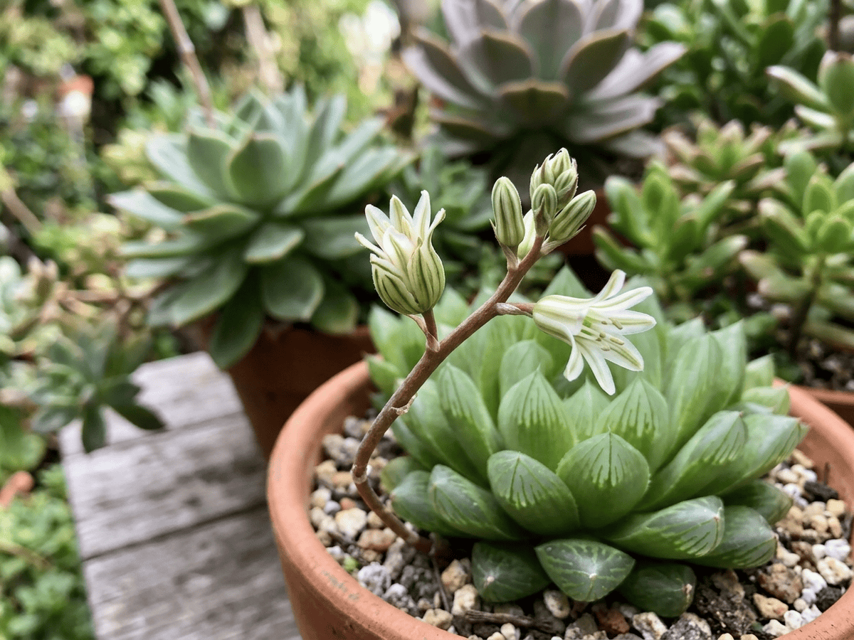 Cushion Aloe — seasonal appearance