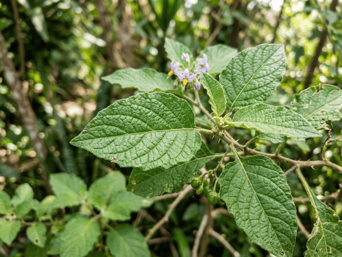 Solanum — Nahaufnahme von Blättern und Blüten