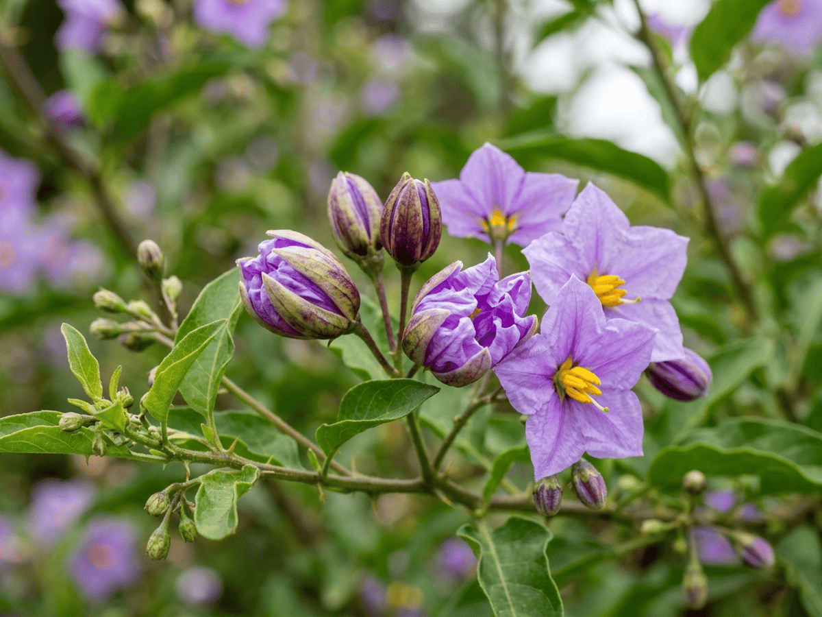 Solanum — saisonales Erscheinungsbild