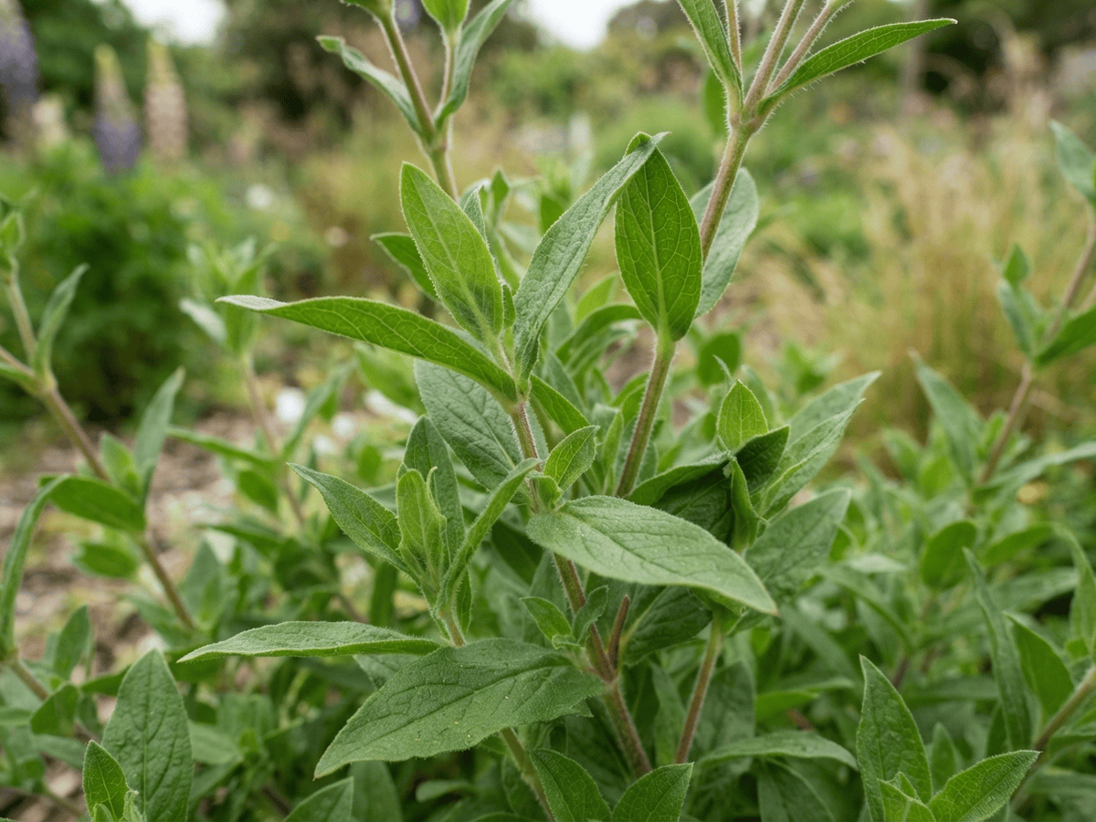 Campion — close-up of leaves and flowers