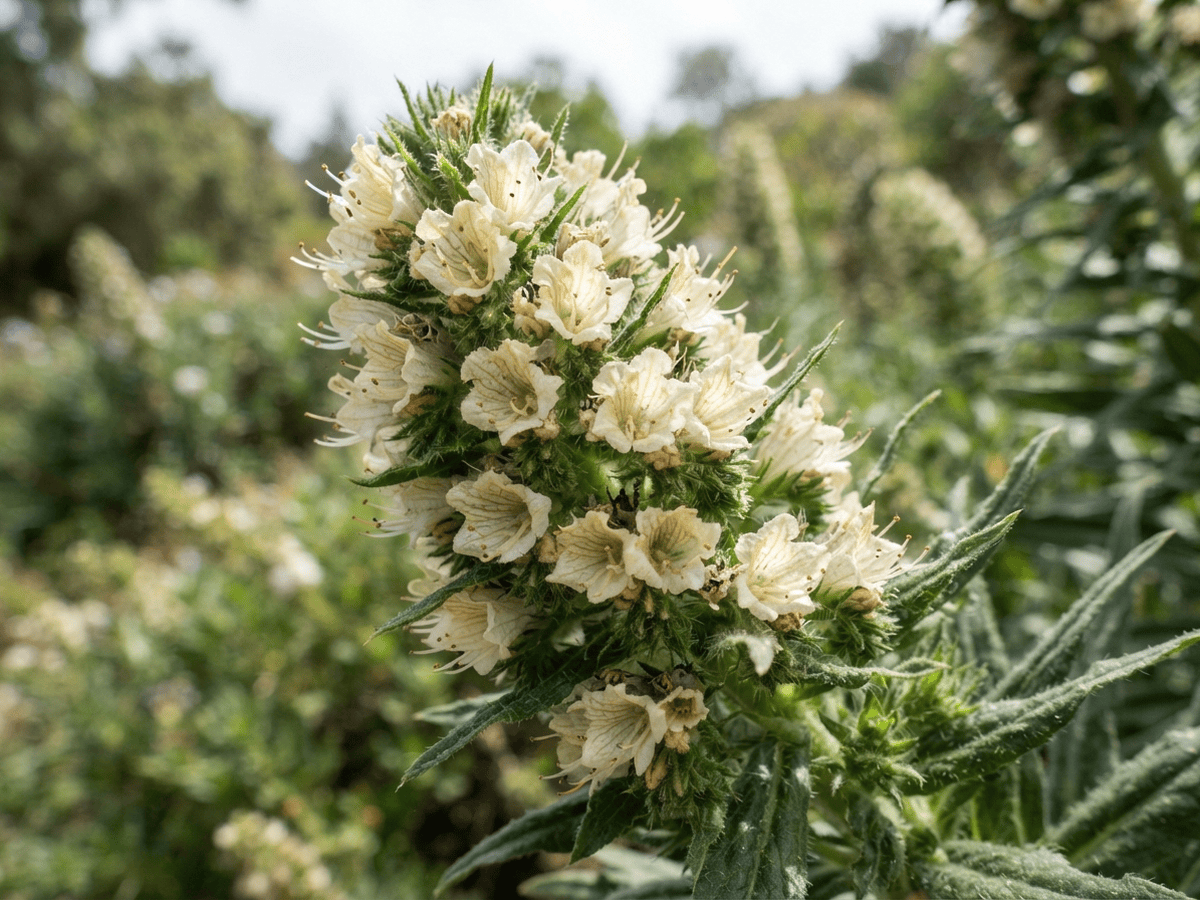 Green Bugloss — close-up of leaves and flowers