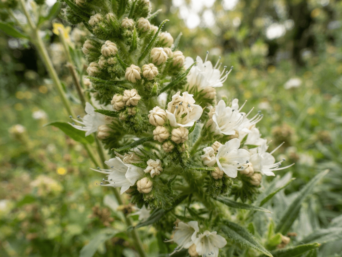 Green Bugloss — seasonal appearance