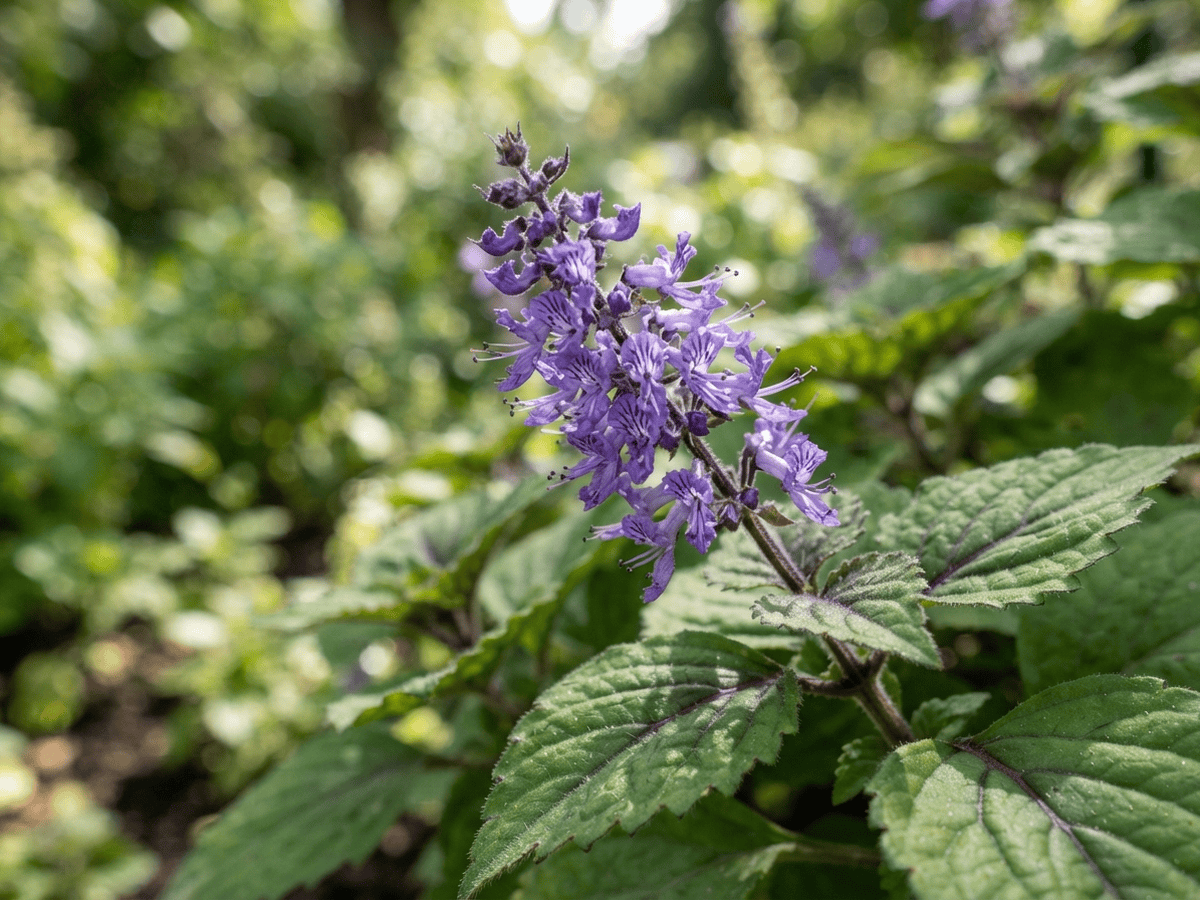 Coleus — cận cảnh lá và hoa