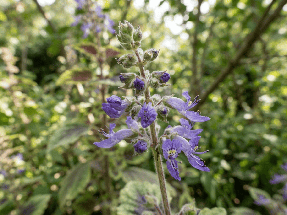 Coleus — dáng vẻ theo mùa