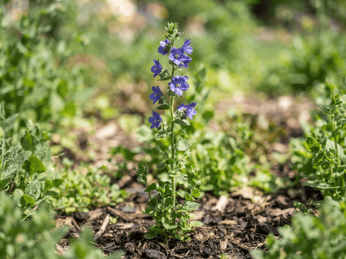 Triodanis (Triodanis perfoliata), planta completa