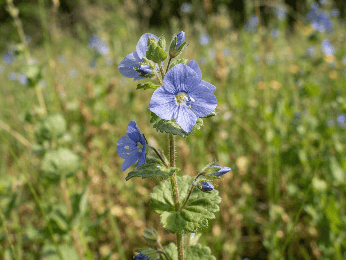 Triodanis — primer plano de hojas y flores